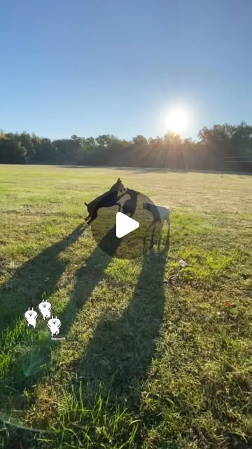 Instagram reel