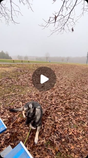 Instagram reel